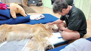 【亡くなる１日前】生きるとは何か。現実を受け入れる辛さ。【Golden Retriever japan】