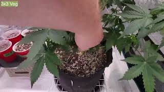 Zoltrix -  NEW BEGININGS!   BLUEBERRY, GRANDADDY PURPLE  ORGANIG GARDENING WITH THE ZOLTRIX GROWER!
