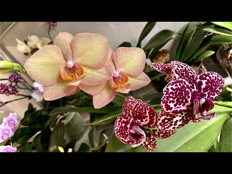 Video: Орхидеяны батирге кайда койгон жакшы? 23 фото Орхидея интерьерде. Аларды терезе үстүндөгү казандарга жана терезеси жок ваннага коюуга болобу? Аны кайда коюуга болбойт?