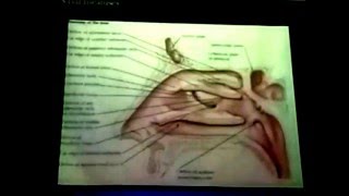 Anatomy Prelab: Oral cavity, Nasal air sinuses screenshot 4