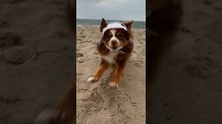 The shark almost got me (dog dressed in shark costume)