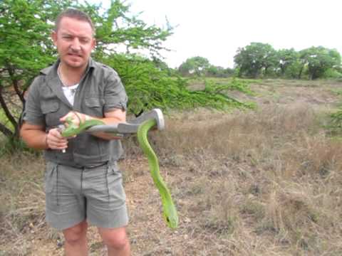 Snakes of the Kruger Park: Boomslang