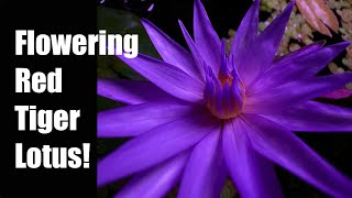 Red Tiger Lotus flowering in aquarium! 4K | timelapse