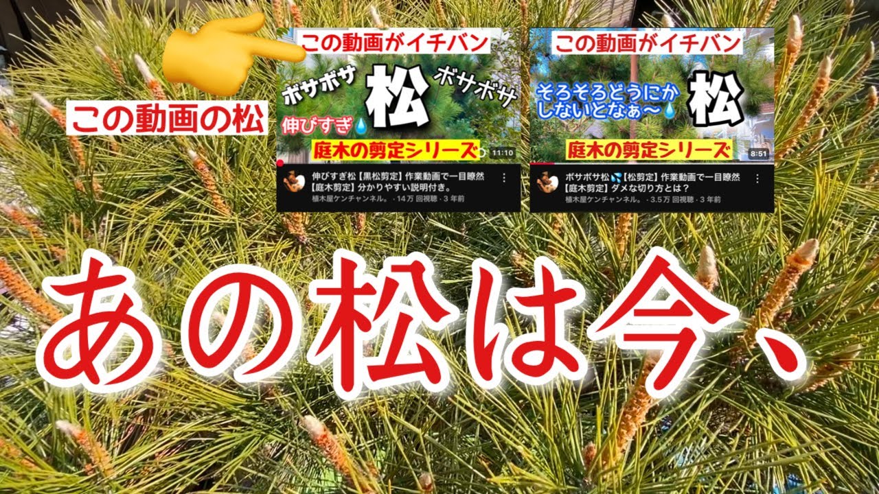 Pine pruning] The current state of the pine tree introduced in a