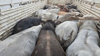 POR  el suelo el  precio de ganado gordo 