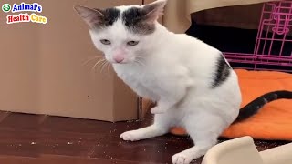 I Don't Need My Legs Anymore! Cat's Tearful End After Returning from The Dead