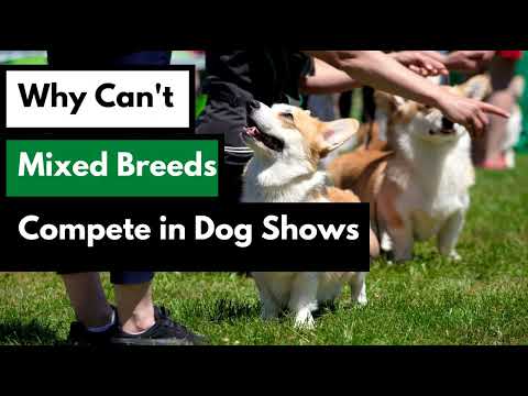 Why can't Mixed Breed Dogs Compete in Dog Shows