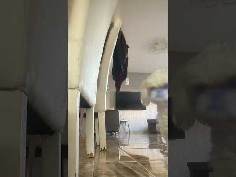 هذي كلبتي اسمه بيلا