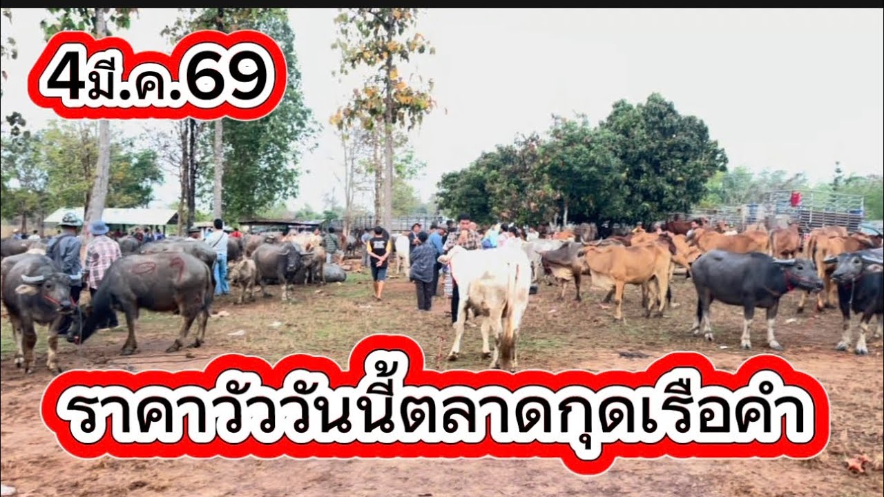 ชมบรรยากาศชื้อขายวัวตลาดกุดเรือคำ อ.วานร จ.สกลนคร#ราคาวัววันนี้ 4/3/69