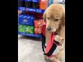 Golden Retriever Trade Time #shorts #dogs