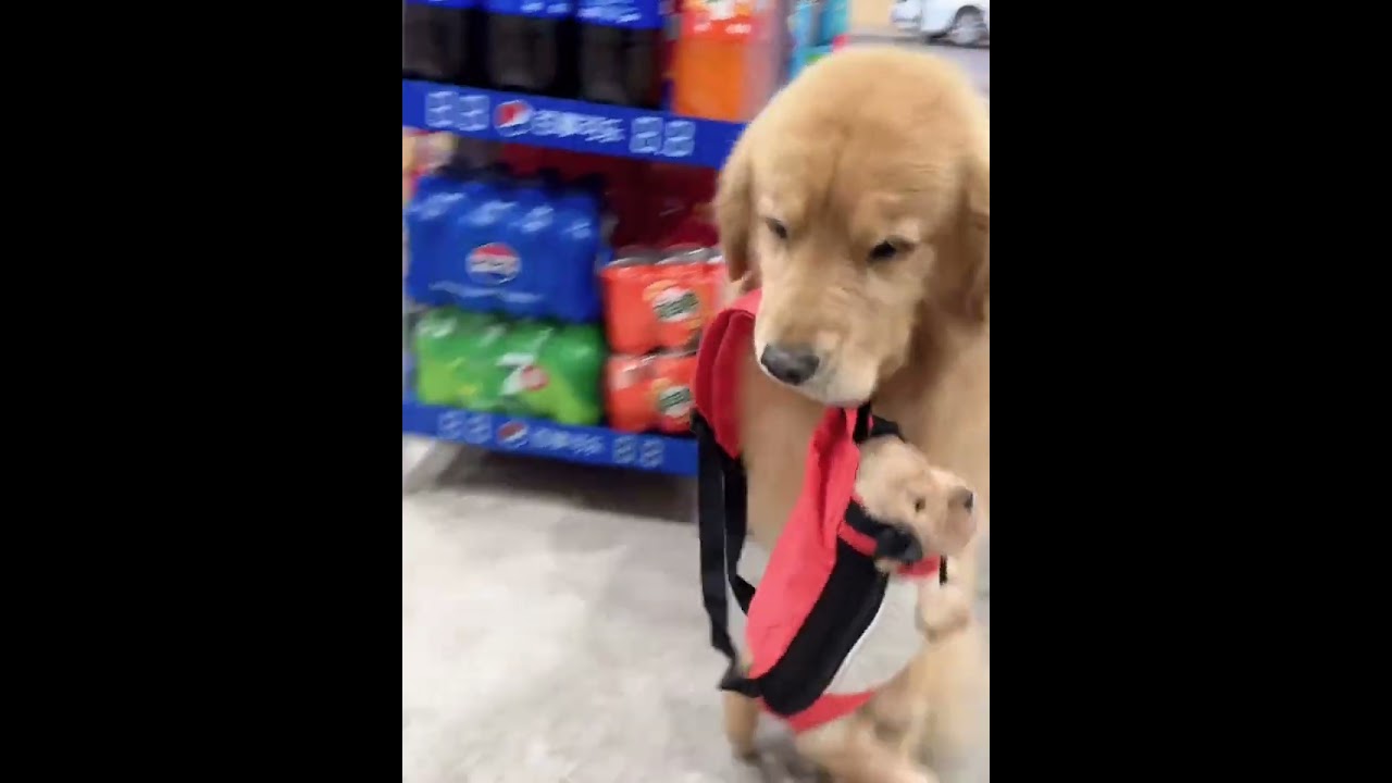 Golden Retriever Trade Time #shorts #dogs