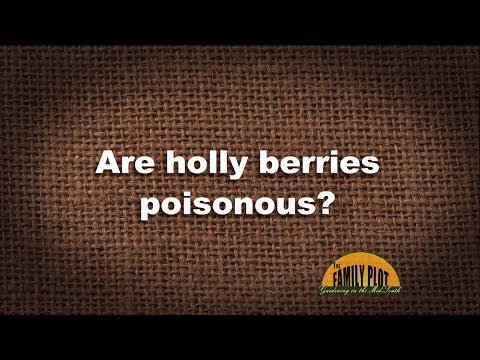 Q&A – Are holly berries poisonous?