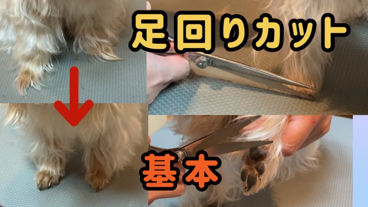 【セルフトリミング】犬の足回りのカットの仕方、足先カット