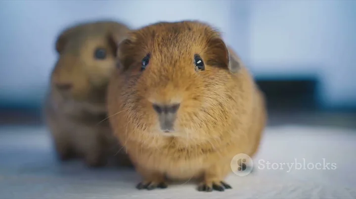 10 Fun Facts About Guinea Pigs You Didn't Know