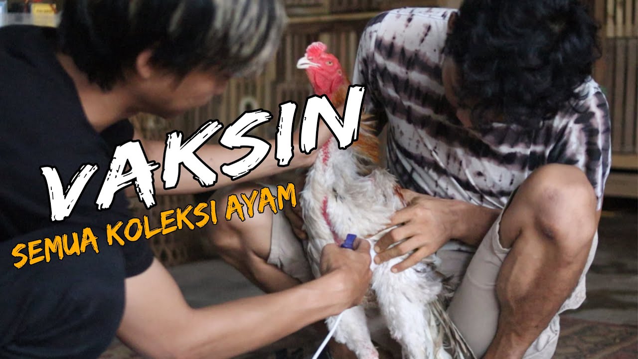VAKSIN SEMUA AYAM KESAYANGAN | TIPS & CARA VAKSIN AYAM YANG BENAR