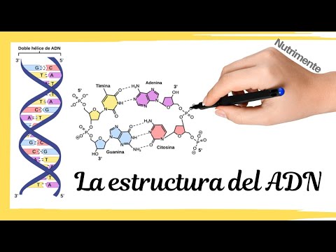 Video: ¿Cómo se ve el ADN en relación con su estructura química y cómo se ve cuando una gran cantidad está agrupada?