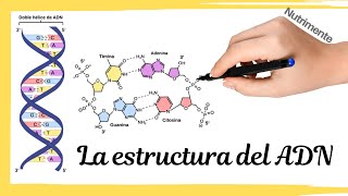 La estructura del ADN [El MODELO de WATSON y CRICK] - YouTube