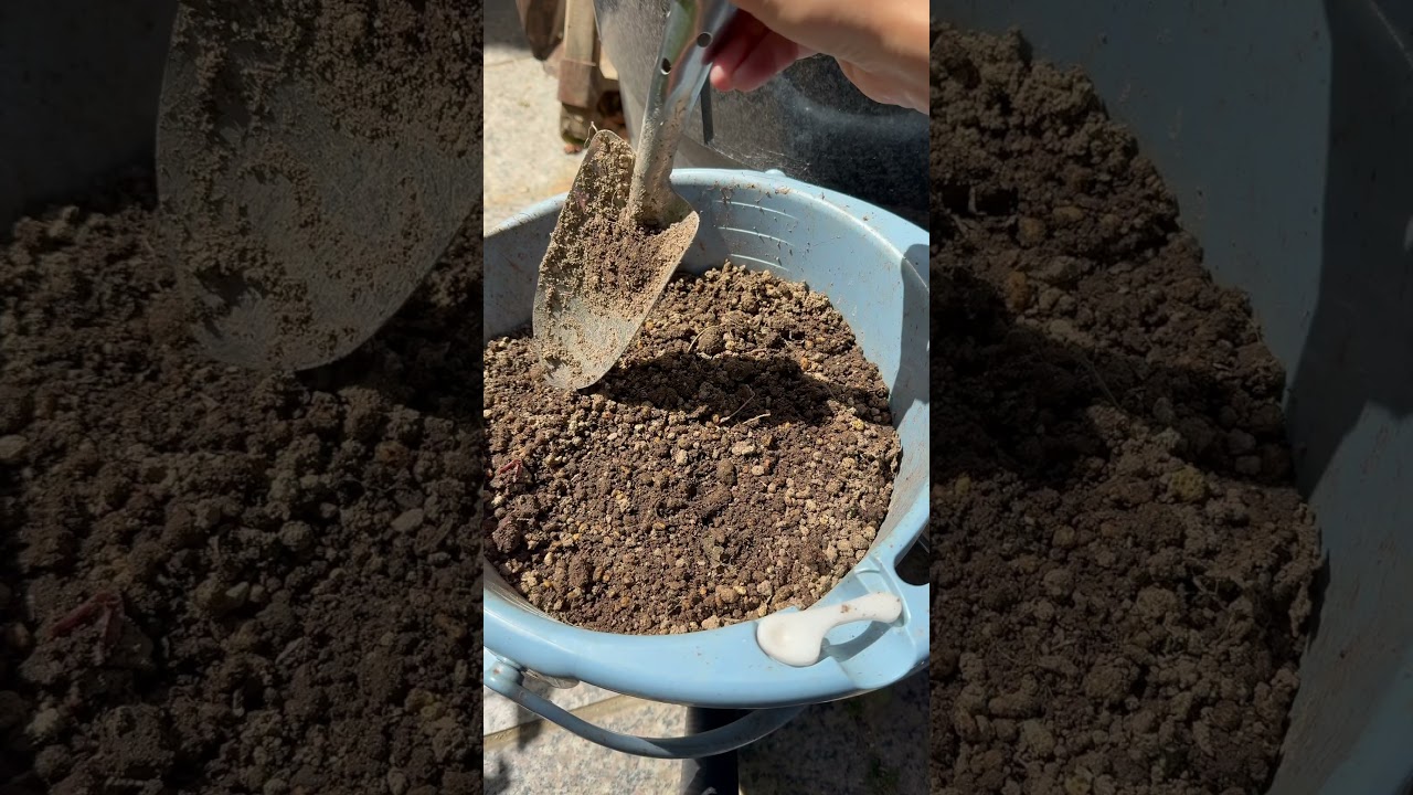 バケツコンポストにウジ虫が湧いてしまった😭