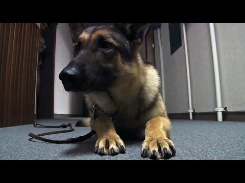 【中古】 米海軍軍用犬訓練士がまんがで教える愛犬の育て方！ ルビーマイバディ/ソウルメイト/山田明彦 中古】 米海軍軍用犬訓練士がまんがで教える愛犬の育て方！ ルビー