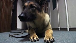 海上自衛隊 軍用犬(警備犬)訓練・岩国基地 - Japan Maritime Self-Defense Force K-9 Training