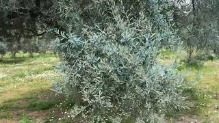 Bordo Bulamacı Uygulayamayanlar Havalar Isınmadan Son Fırsat