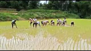 Kodava Tribes Signing Uyya Pat Which Helps Them Being Tired At Rice Paddy Wet Land.