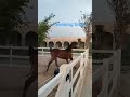 #qatar #hors #song #love #india