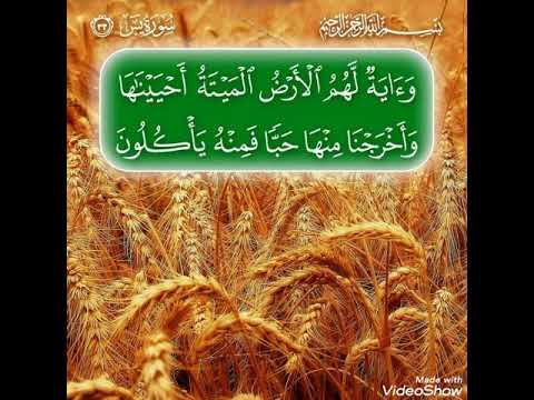 قال الله وءاية لهم الأرض الميتة أحيينها و أخرجنا منها حبا فمنه يأكلون عبدالباسط عبدالصمد