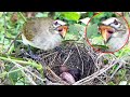 MoM Mimics Sirun HORN &amp; BLOWS Out to WAKE UP Baby | Yellow Vented Bulbul bird in nest.