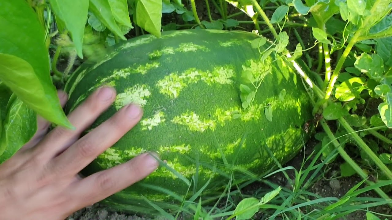 VINETELE MELE SI PEPENII MEI MARI SI FRUMOSI ileum