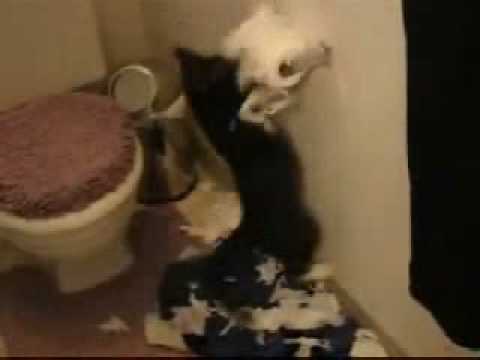 Téléchargement gratuit Images Chat Vs Papier Toilette Youtube actualisé salutations