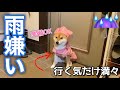 【柴犬】雨嫌いなのにお散歩行く気だけは満々