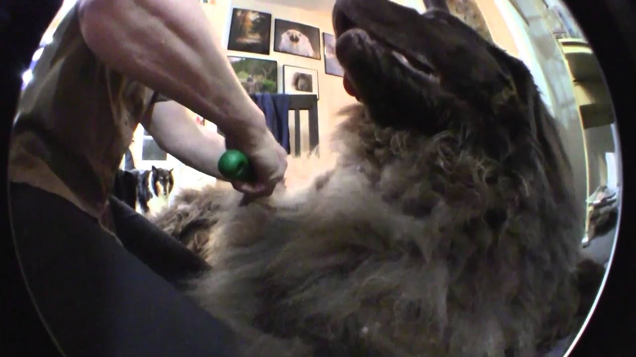 The Grooming of a Newfoundland Dog YouTube