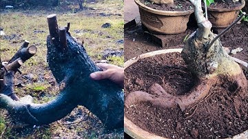 Định hình cây Lộc vừng có cái rễ khá đẹp