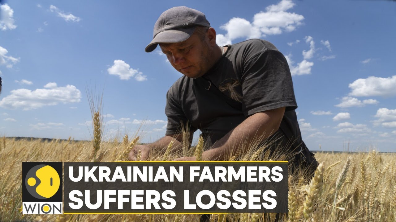 Ukrainian farmers lack silos to store new wheat harvest | Latest ...