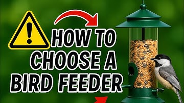 Which Bird Feeder Should You Buy First? (Beginner’s Guide)
