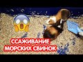 Знакомство и ссаживание морских свинок. Карантин для морских свинок