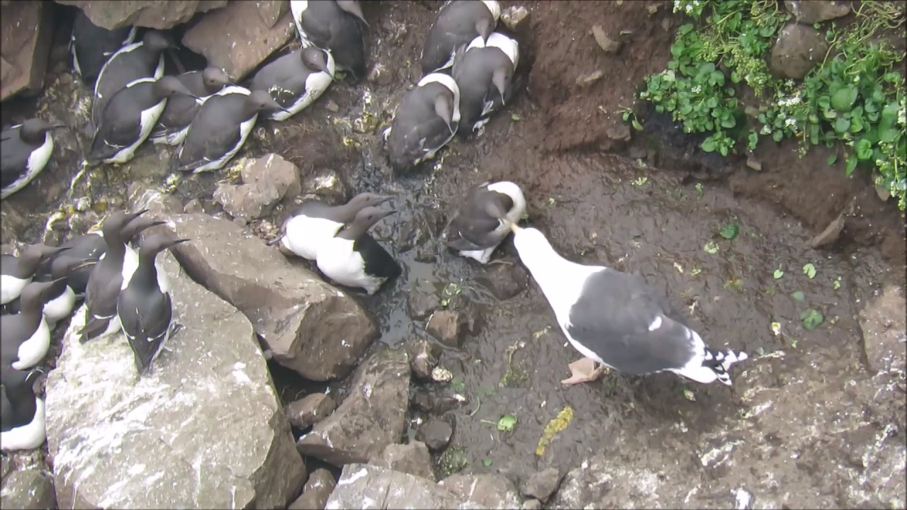 Great Black-backed Gull steals Common Guillemot egg