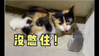 怀孕三花猫被困数日没憋住，直接通风井生下3只崽！ by 和猫住Live With The Cat 6,838 views 7 months ago 1 minute, 42 seconds