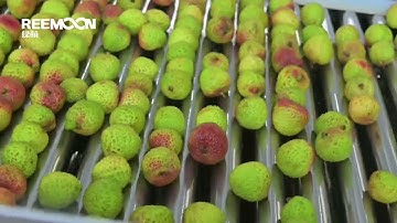 Lychee Grading Line - REEMOON