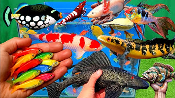 Video tổng hợp cá cảnh đẹp, vịt, vịt con, cá koi, cá trê, cá nóc, cá rồng, betta