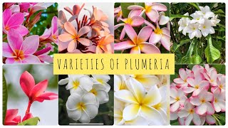 20 varietas plumeria, bunga Frangipani cantik dengan berbagai warna | bunga champa | Simply Srija