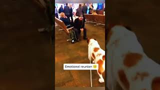 Funny moments of animals #petshorts #animalfailsfunny #animals being derps #funny pet fails