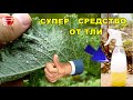 ОТ ЭТОЙ ОБРАБОТКИ ТЛЯ ОСЫПАЕТСЯ МГНОВЕННО.ШОК! НО ЭТО ДЕЙСТВУЕТ.КАЛЬЦИНИРОВАННАЯ СОДА,ДЕГТЯРНОЕ МЫЛО