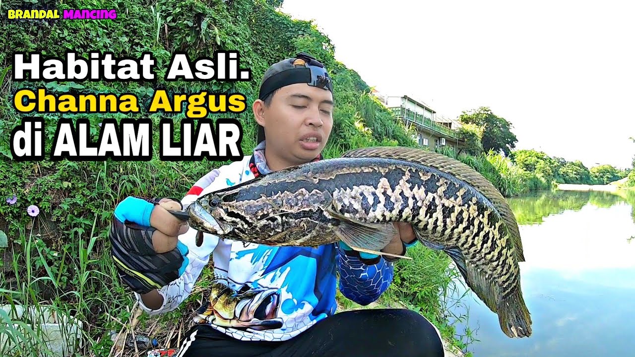 CASTING CHANNA ARGUS di ALAM LIAR //ternyata ini habitat Asli CHANNA ARGUS. BRANDAL MANCING#22
