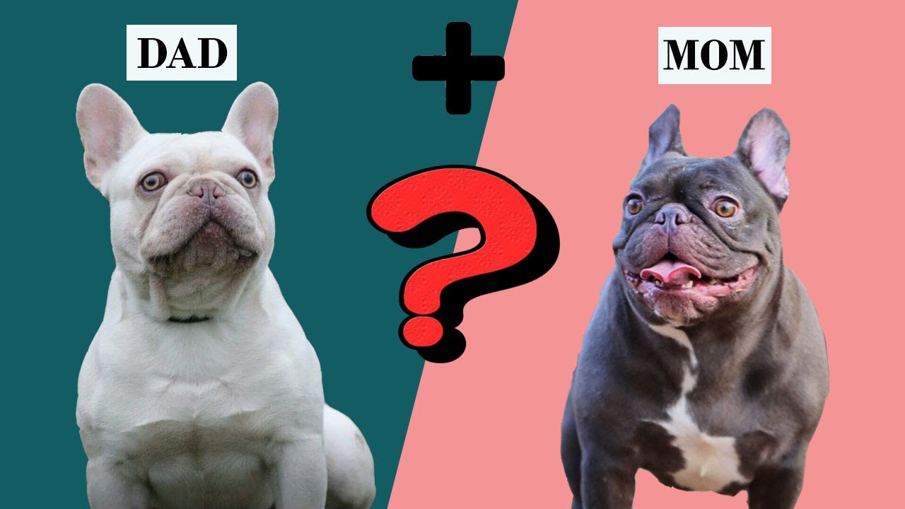 เฟร้นบูลด็อกสีหายากที่สุด ไทยมีไม่กี่ตัว I Rare French Bulldog !! - Youtube