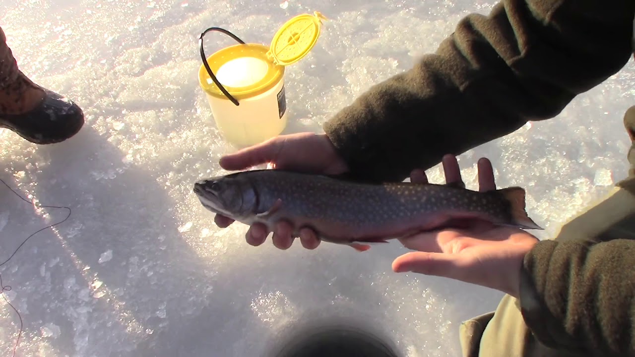 Ice fishing Maine feb 29 2020 brook trout and bass with eagle. 