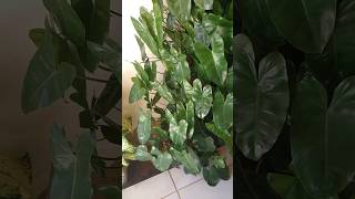 Uma perfeição da natureza Plantas perfeitas para ambiente de sombra