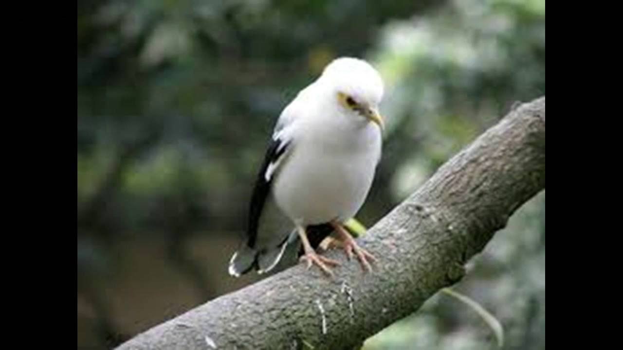 Burung Jalak Terpopuler 