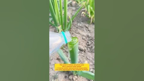 Automatic Watering Method for Green Onions #agriculture #farming